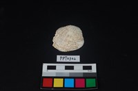 藏品(貝殼)的圖片