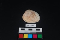 藏品(貝殼)的圖片