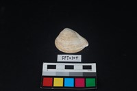 藏品(貝殼)的圖片