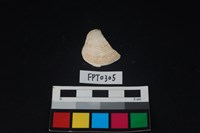 藏品(貝殼)的圖片