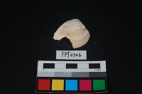 藏品(貝殼)的圖片