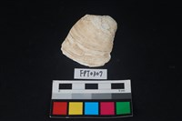 藏品(貝殼)的圖片