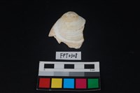 藏品(貝殼)的圖片