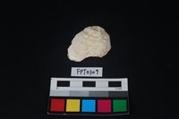 藏品(貝殼)的圖片