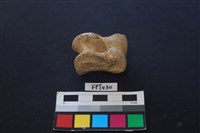 藏品(鹿骨)的圖片