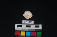 藏品(貝殼)的圖片