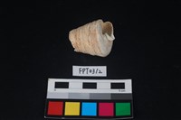 藏品(貝殼)的圖片