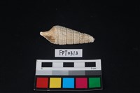 藏品(貝殼)的圖片