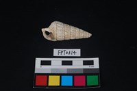 藏品(貝殼)的圖片