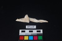 藏品(貝殼)的圖片