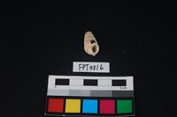 藏品(貝殼)的圖片