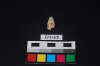 藏品(貝殼)的圖片