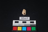 藏品(貝殼)的圖片