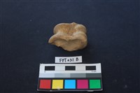 藏品(鹿骨)的圖片