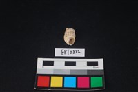 藏品(貝殼)的圖片