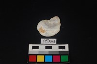 藏品(貝殼)的圖片