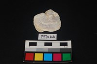 藏品(貝殼)的圖片