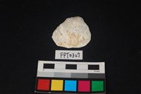 藏品(貝殼)的圖片