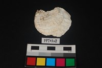 藏品(貝殼)的圖片