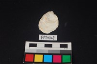 藏品(貝殼)的圖片