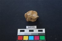 藏品(鹿骨)的圖片