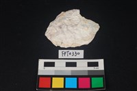 藏品(貝殼)的圖片