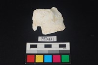 藏品(貝殼)的圖片