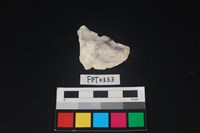 藏品(貝殼)的圖片