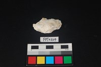 藏品(貝殼)的圖片