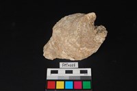 藏品(貝殼)的圖片