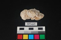 藏品(貝殼)的圖片