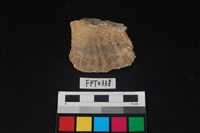 藏品(貝殼)的圖片