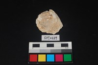 藏品(貝殼)的圖片