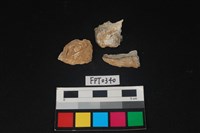 藏品(貝殼)的圖片