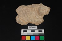 藏品(貝殼)的圖片