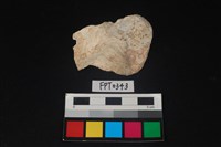 藏品(貝殼)的圖片