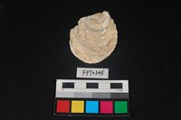 藏品(貝殼)的圖片