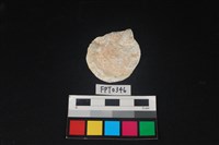 藏品(貝殼)的圖片