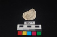 藏品(貝殼)的圖片