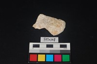 藏品(貝殼)的圖片