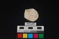 藏品(貝殼)的圖片