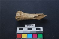 藏品(鹿骨)的圖片