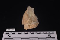 藏品(貝殼)的圖片