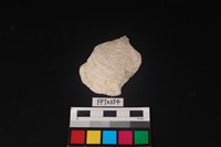 藏品(貝殼)的圖片