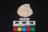 藏品(貝殼)的圖片