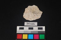 藏品(貝殼)的圖片