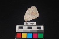 藏品(貝殼)的圖片