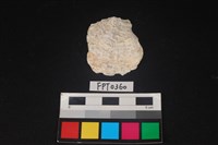 藏品(貝殼)的圖片