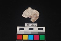 藏品(貝殼)的圖片