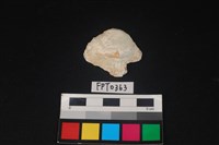 藏品(貝殼)的圖片